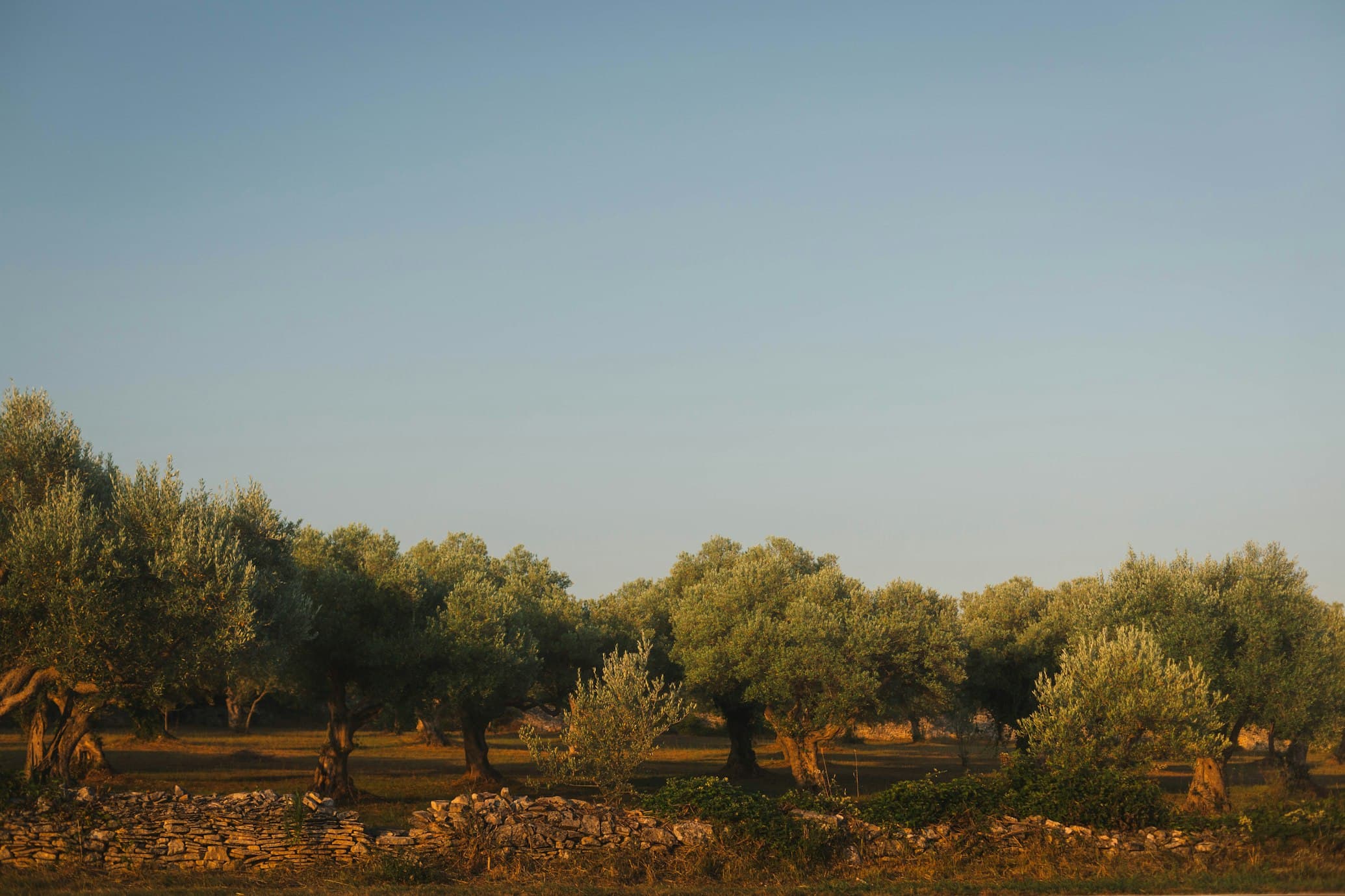 Mediterranean olive grove at golden hour